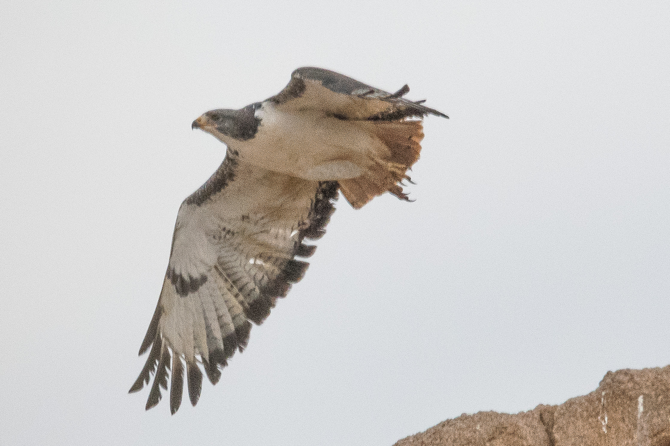 Buse augure (Augur buzzard, Buteo augur), adulte à l'envol, Vallée de l'Hoarusib, Parc National de la côte des squelettes, Kunene, Namibie.